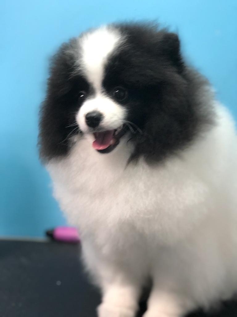 Groomers Miami, FL Bubbles Pet Grooming