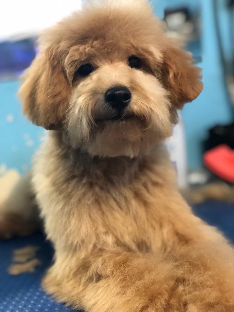 Groomers Miami, FL Bubbles Pet Grooming