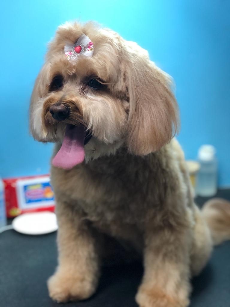 Groomers Miami, FL Bubbles Pet Grooming