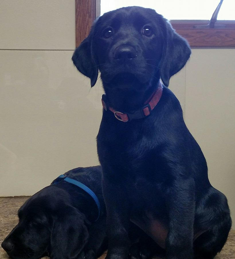 Veterinarian — Blair, Nebraska — Holstein Veterinary Clinic