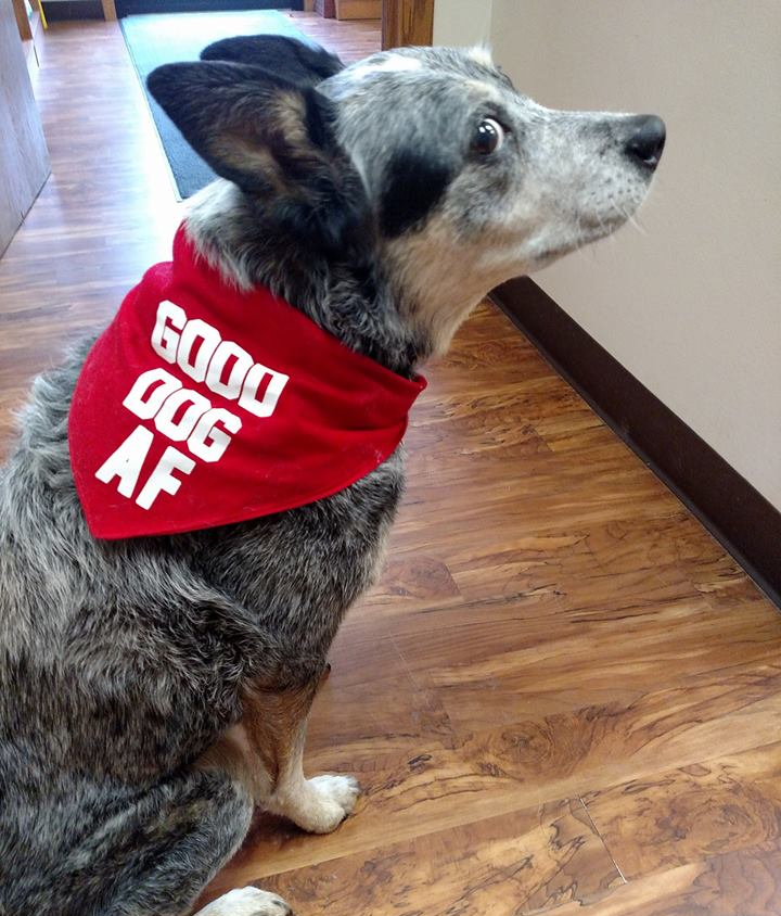 Veterinarian — Blair, Nebraska — Holstein Veterinary Clinic