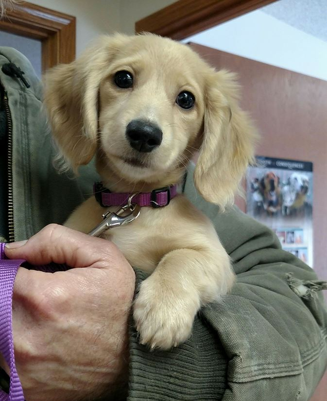 Veterinarian — Blair, Nebraska — Holstein Veterinary Clinic