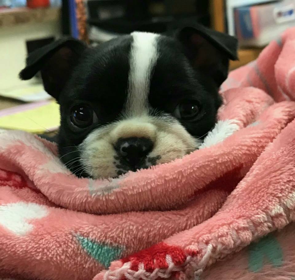 Veterinarian — Blair, Nebraska — Holstein Veterinary Clinic