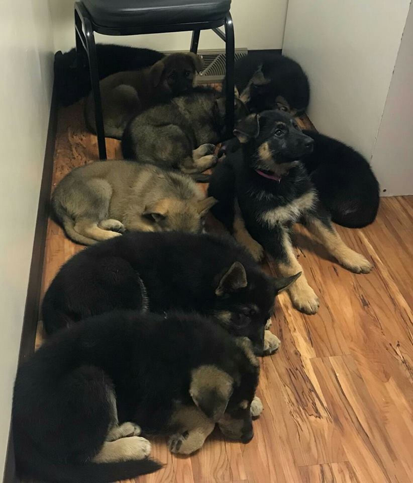 Veterinarian — Blair, Nebraska — Holstein Veterinary Clinic