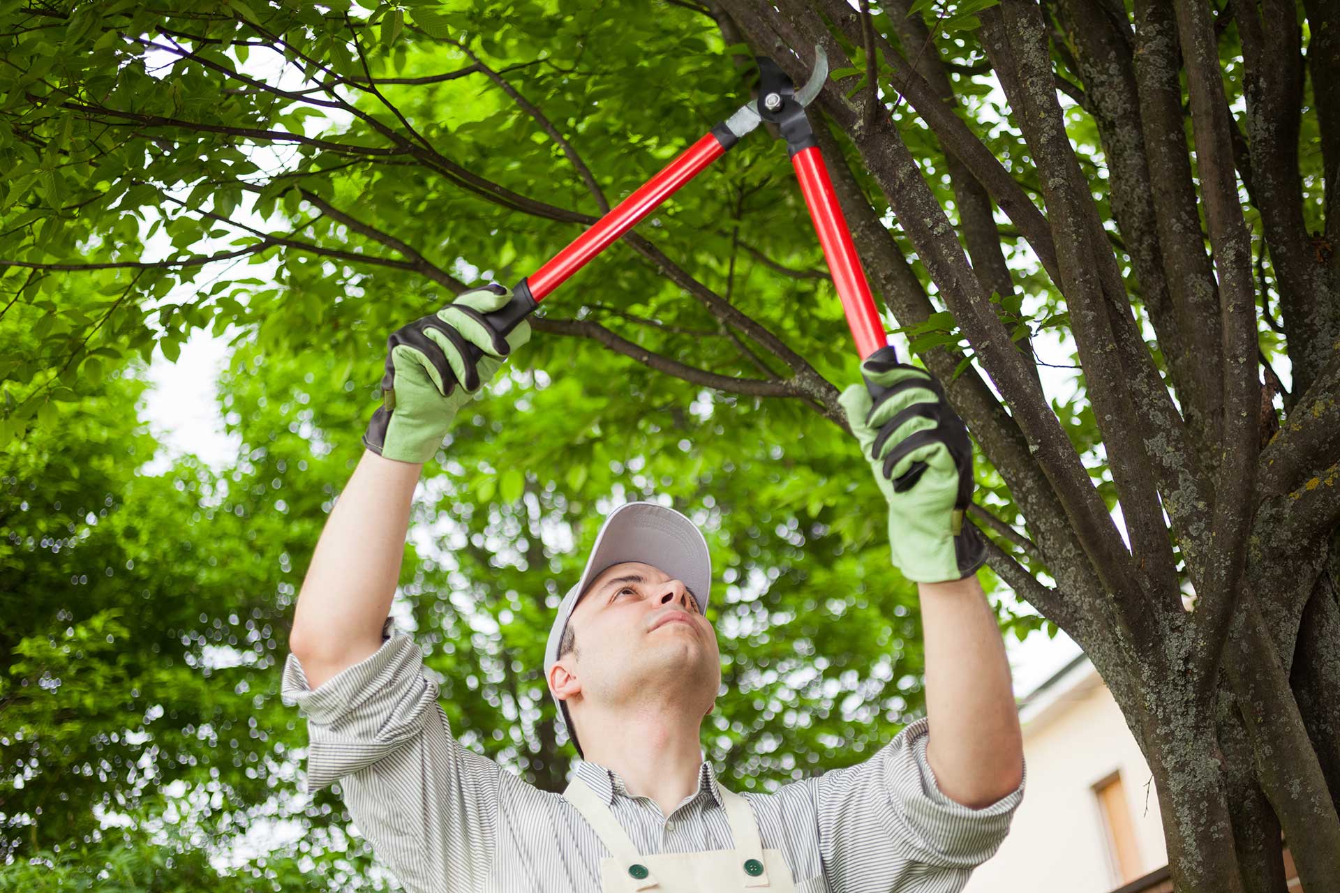 Palm Tree Pruning Service Near Me