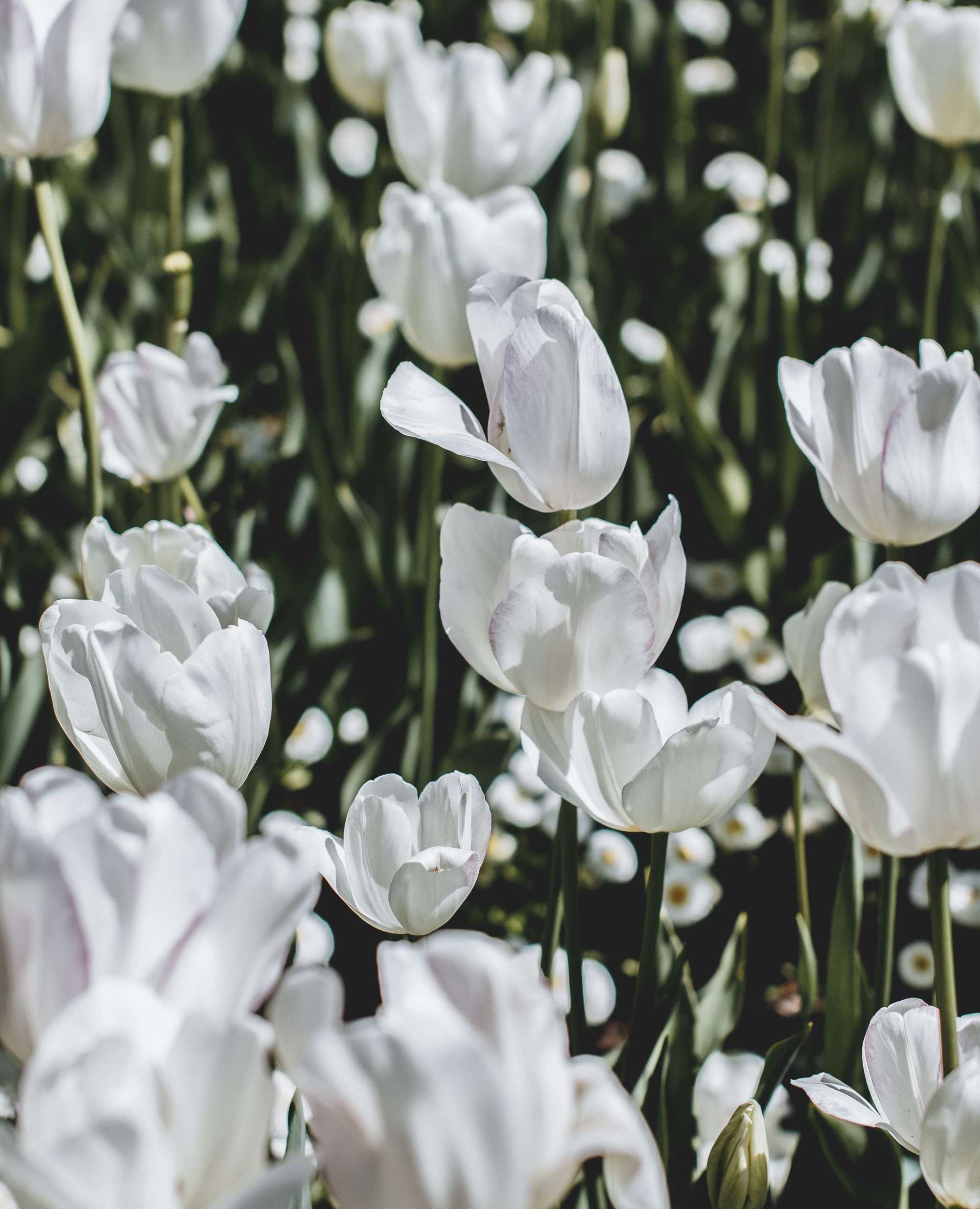 Funeral Services in Newfoundland Central Funeral Homes