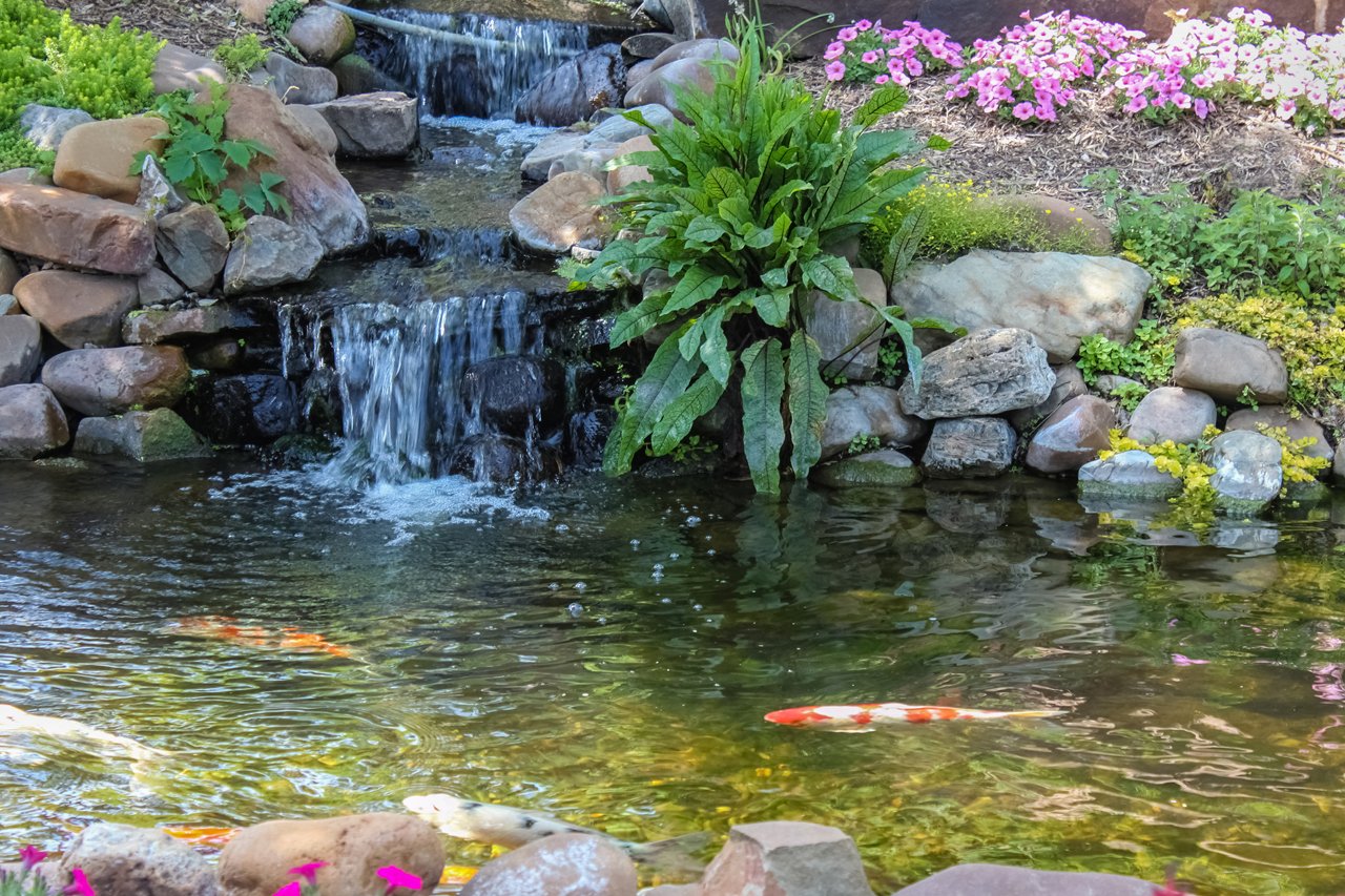 Koi Pond Maintenance Newnan, GA Aqua Gardens
