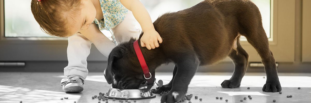 little girl feeding her puppy