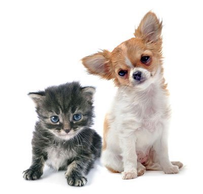 pet kitten and puppy