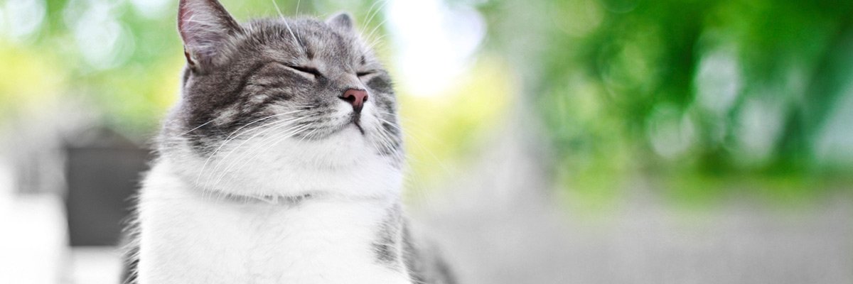 cat relaxing in garden