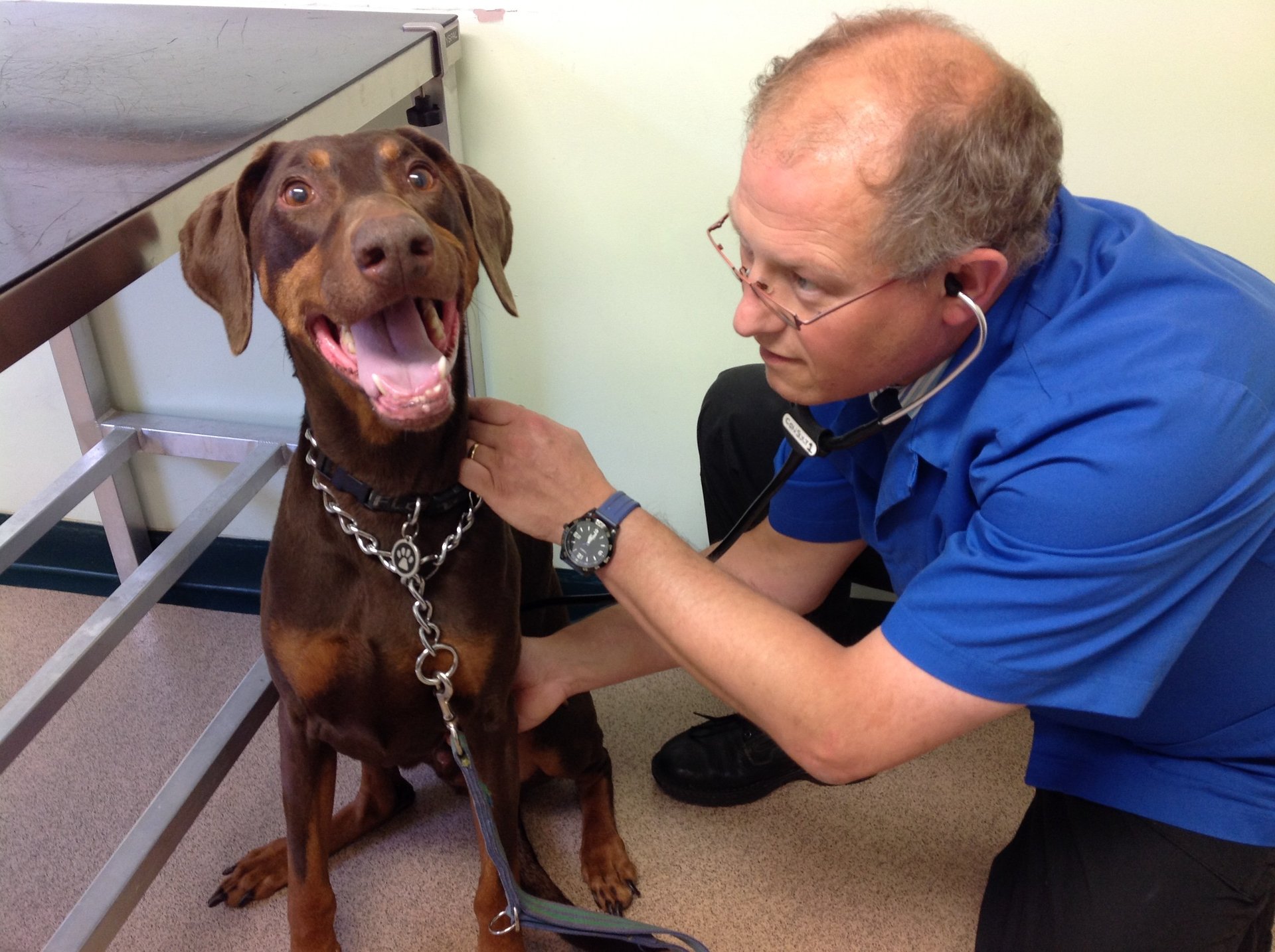 Veterinary services in Kirton Allen Briggs and Turner