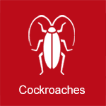 cockroaches