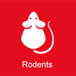 rodents