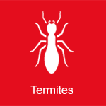 termites