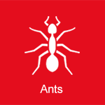 ants