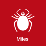 mites