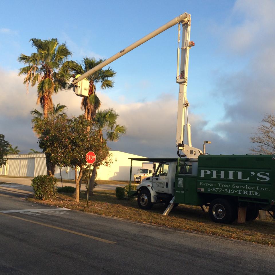 Phil�s Expert Tree Service Expert Tree Services S. Florida