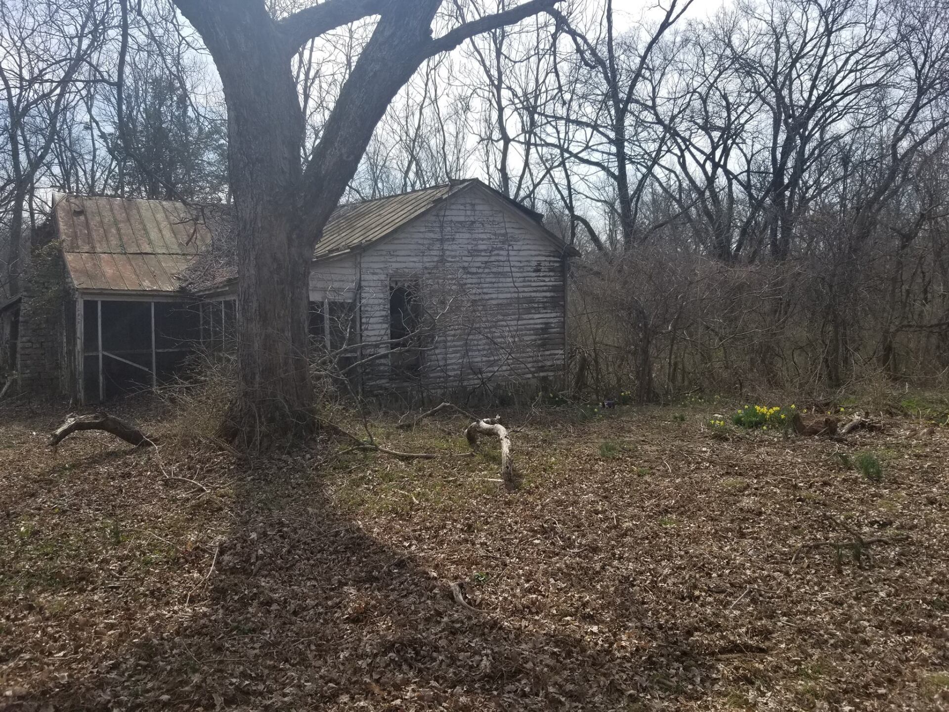 Forestry Mulching Louisville KY Kentucky Land Clearing