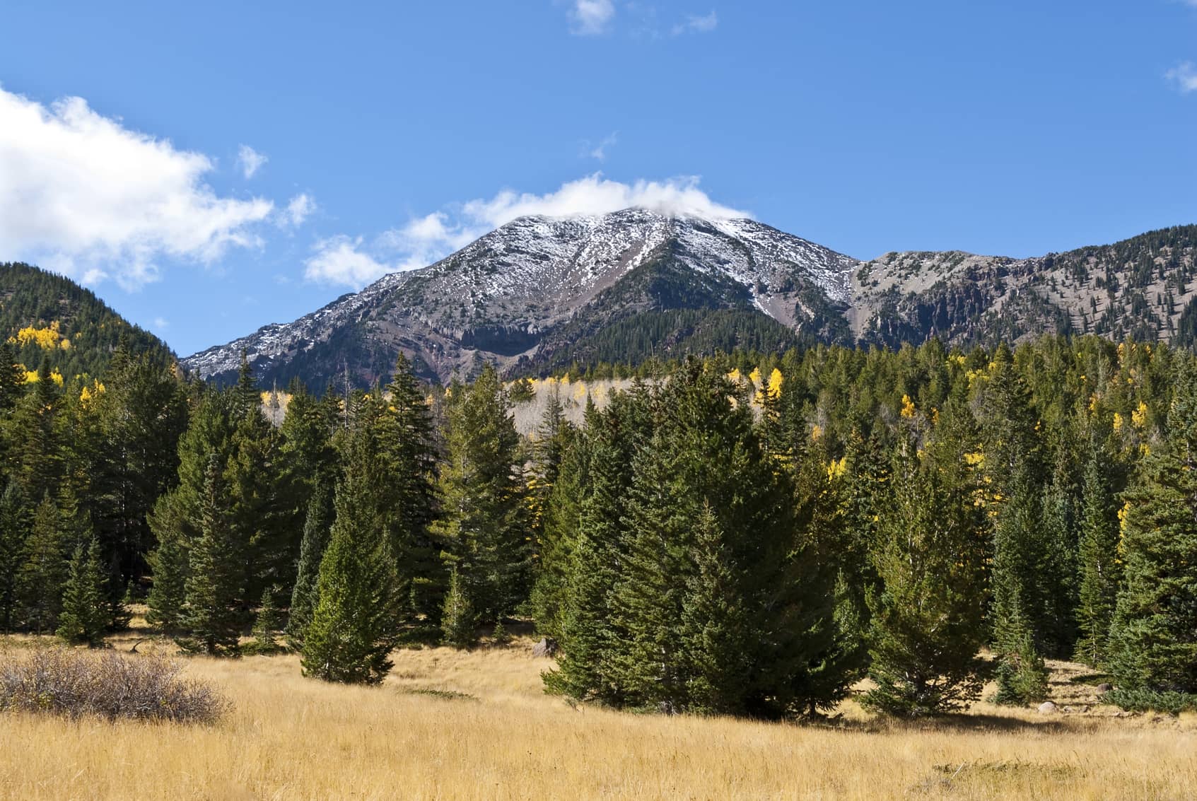 Management Services Pollock Properties Inc.