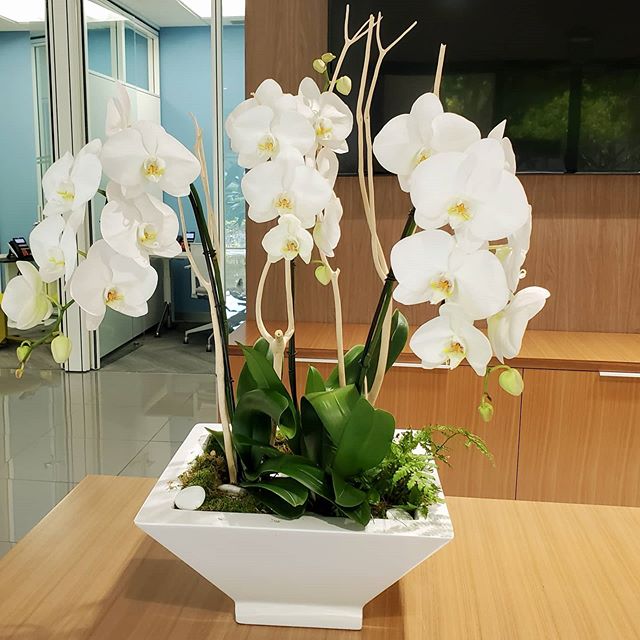 Plant Design Homestead, FL Unique Foliage