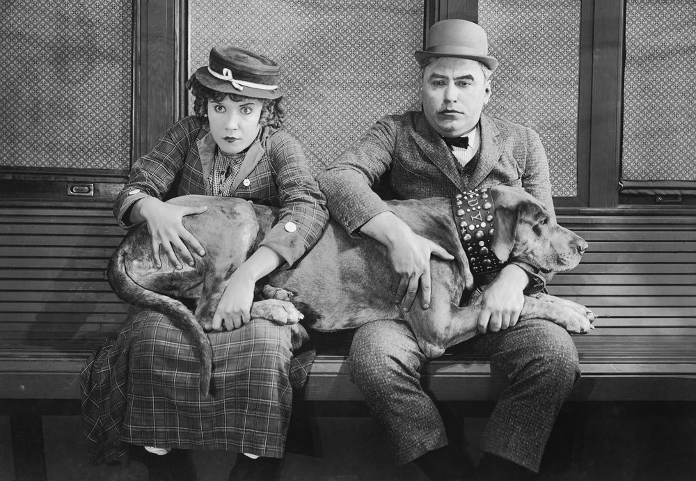 What Should Frisco Dog Owners Know About Grooming ShortHaired Dogs?