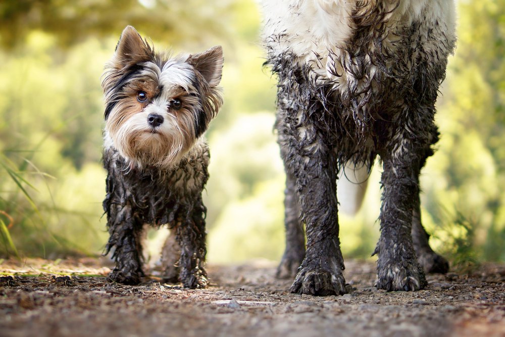 How Should You Choose a McKinney Dog Groomer?