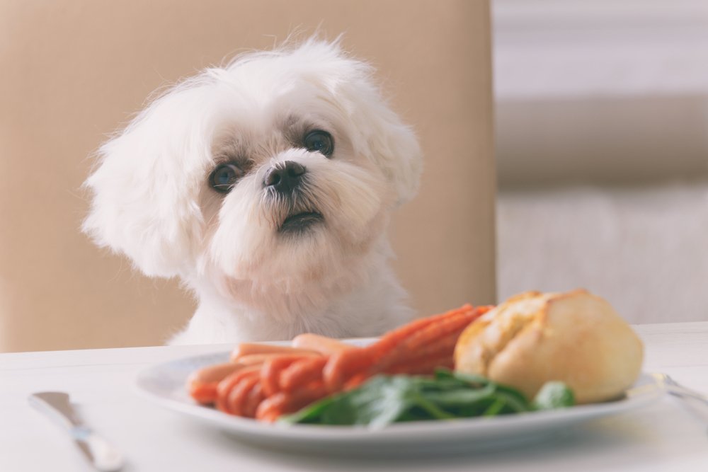 Plano Pet Owners Need to Know Which Dog Food Alternatives Are Healthy