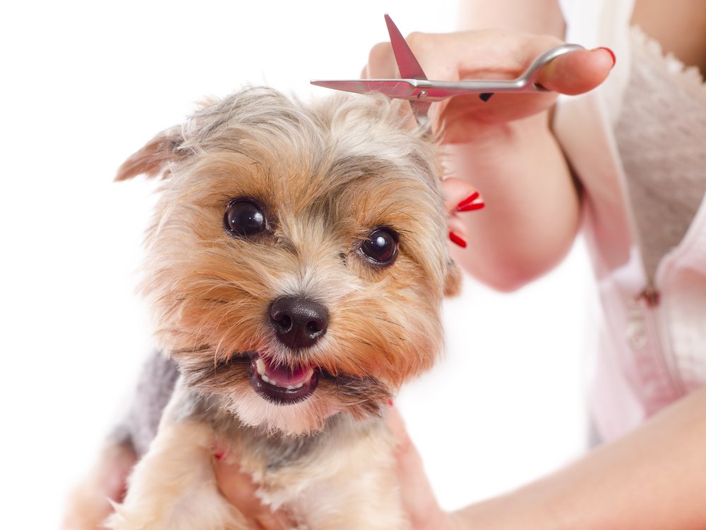 How Often Should I Get My Dog s Hair Cut 