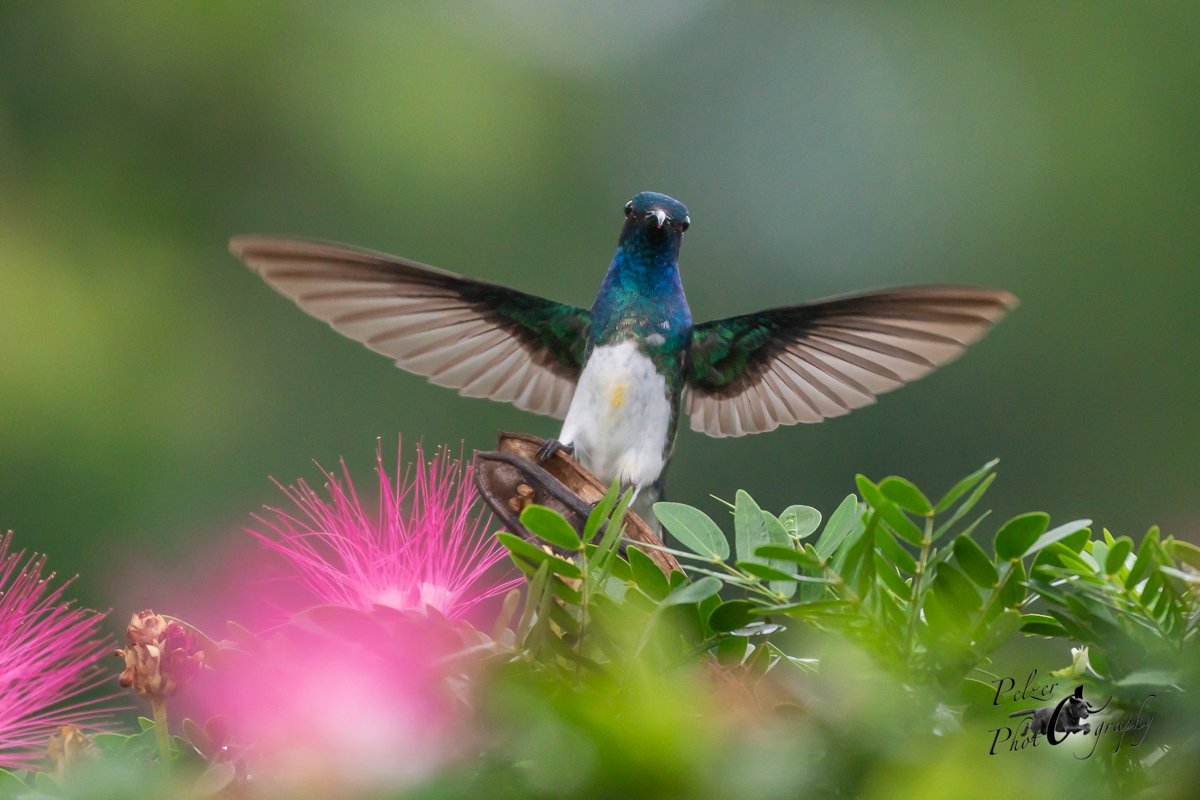 Fotografien von Kolibris