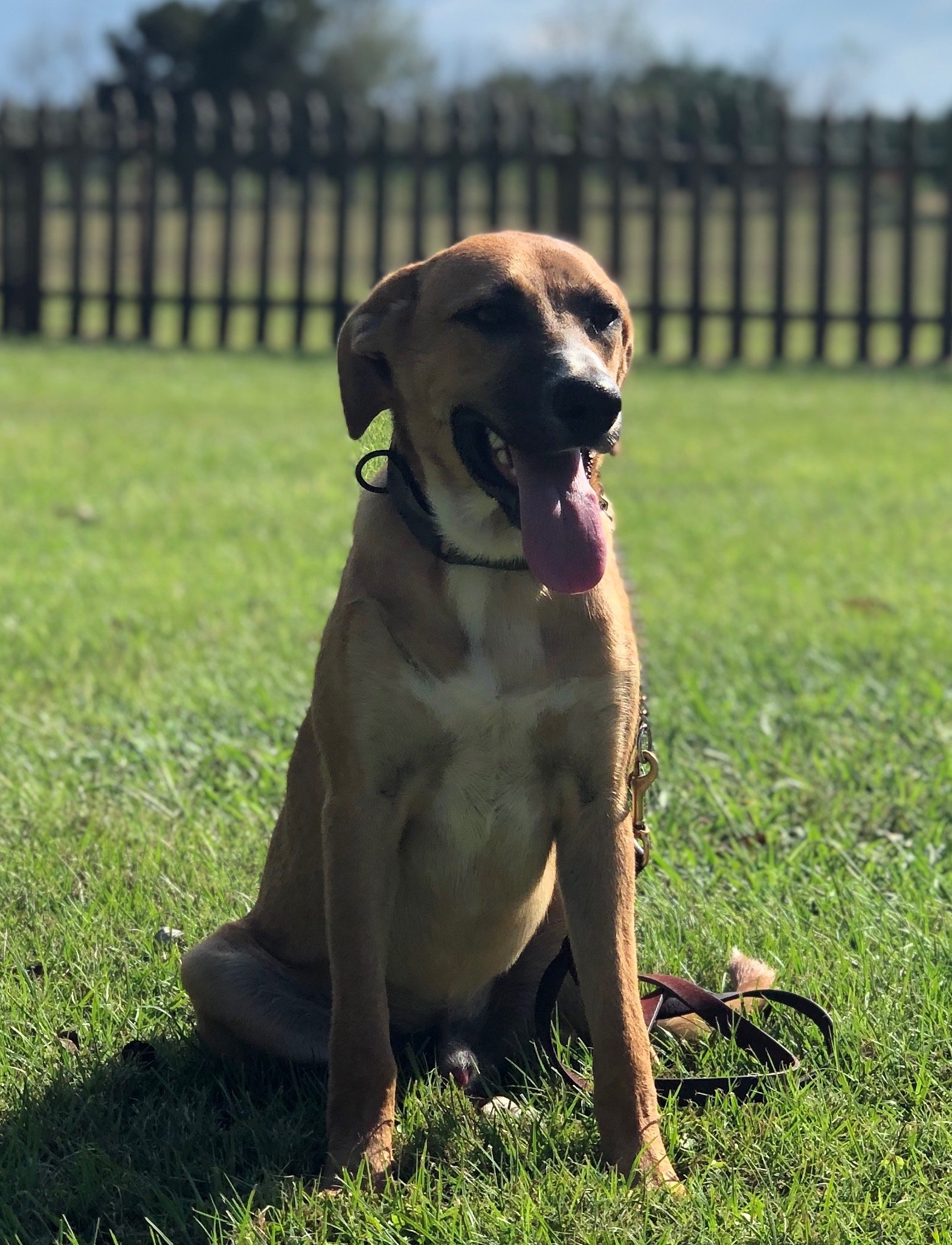 Gallery Maringo Creek Farm Dog Boarding & Training in Opelika AL