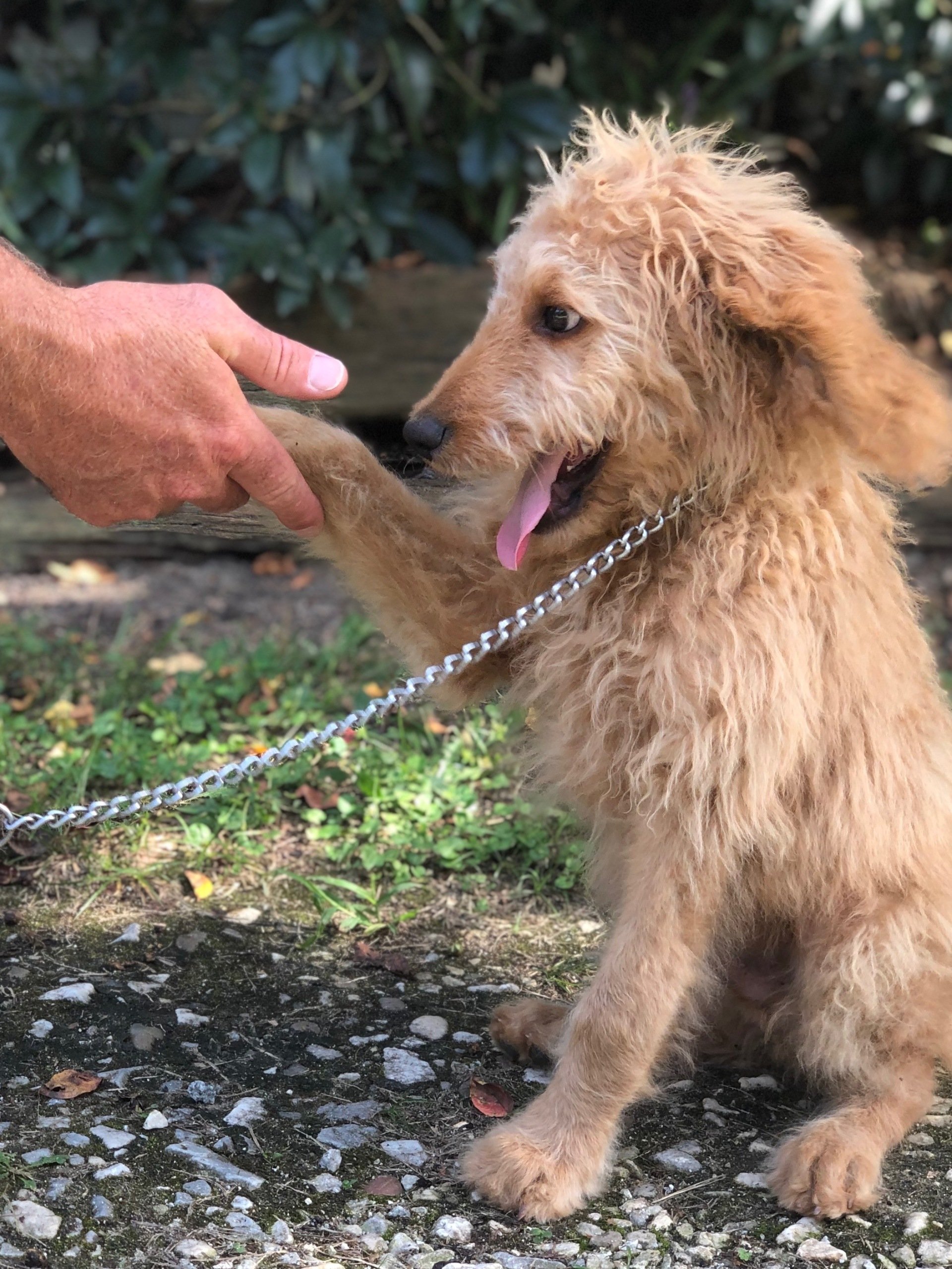 Gallery Maringo Creek Farm Dog Boarding & Training in Opelika AL