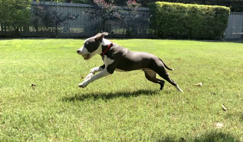 Gallery Maringo Creek Farm Dog Boarding & Training in Opelika AL