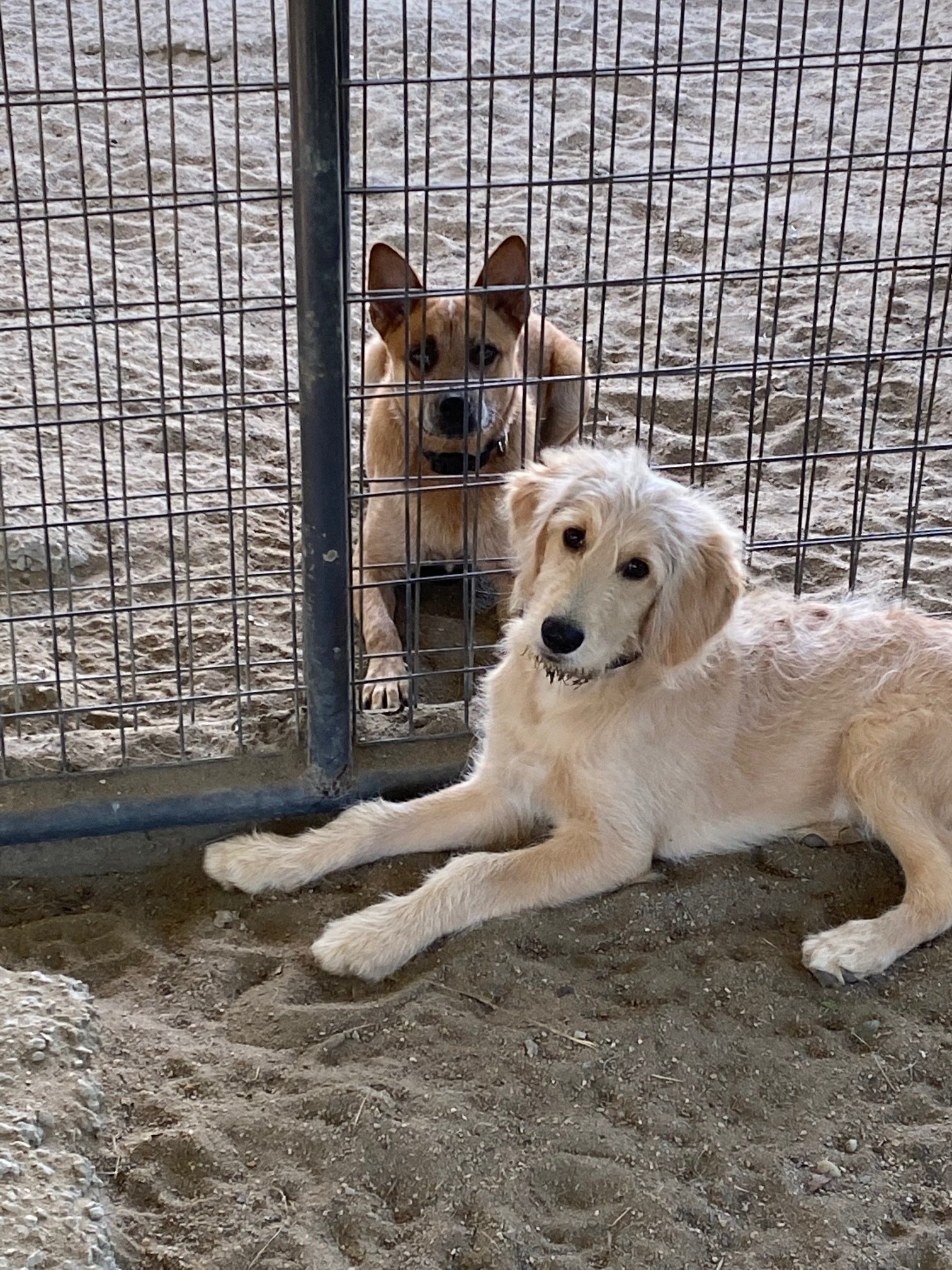Dog Boarding in Opelika AL Maringo Creek Farm