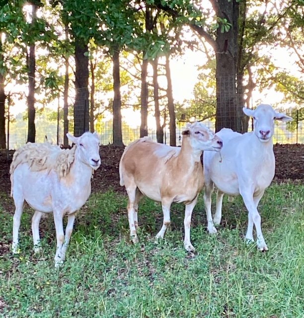 Gallery Maringo Creek Farm Dog Boarding & Training in Opelika AL