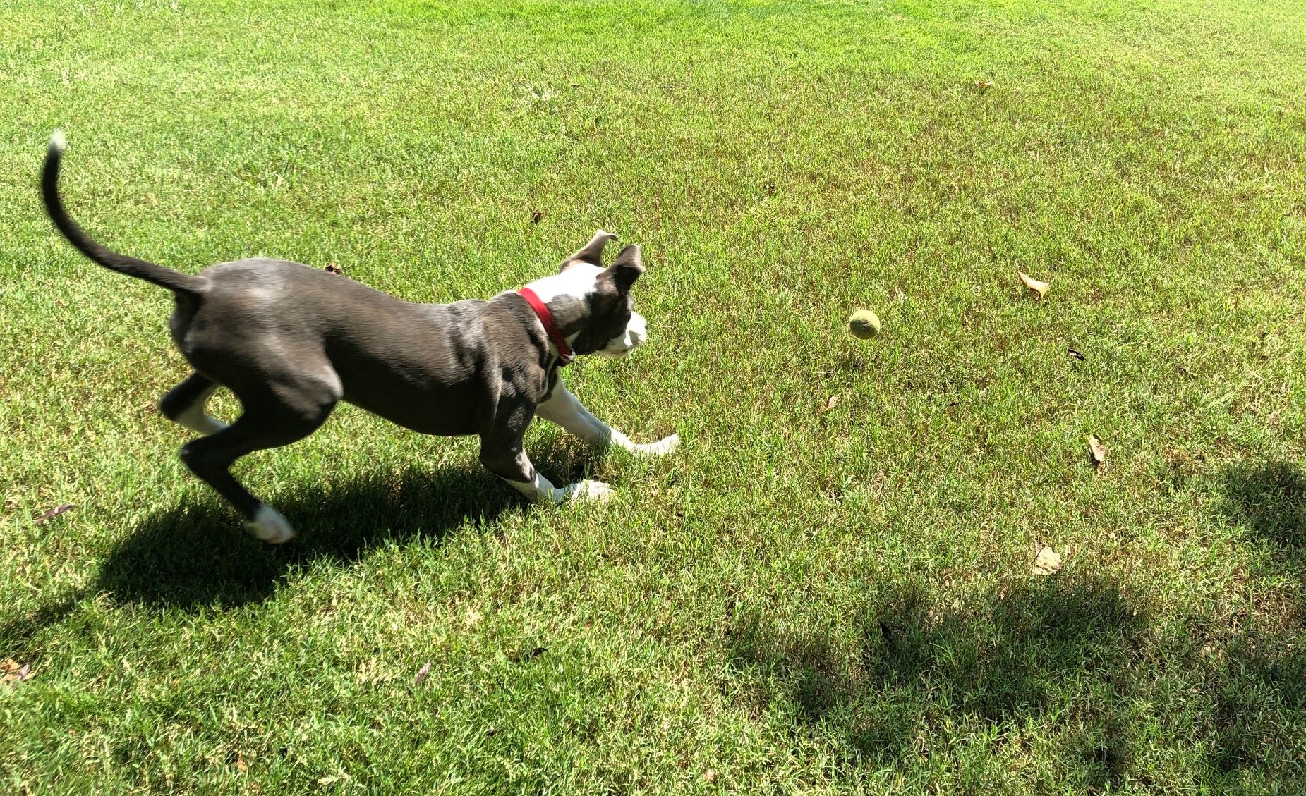 Gallery Maringo Creek Farm Dog Boarding & Training in Opelika AL