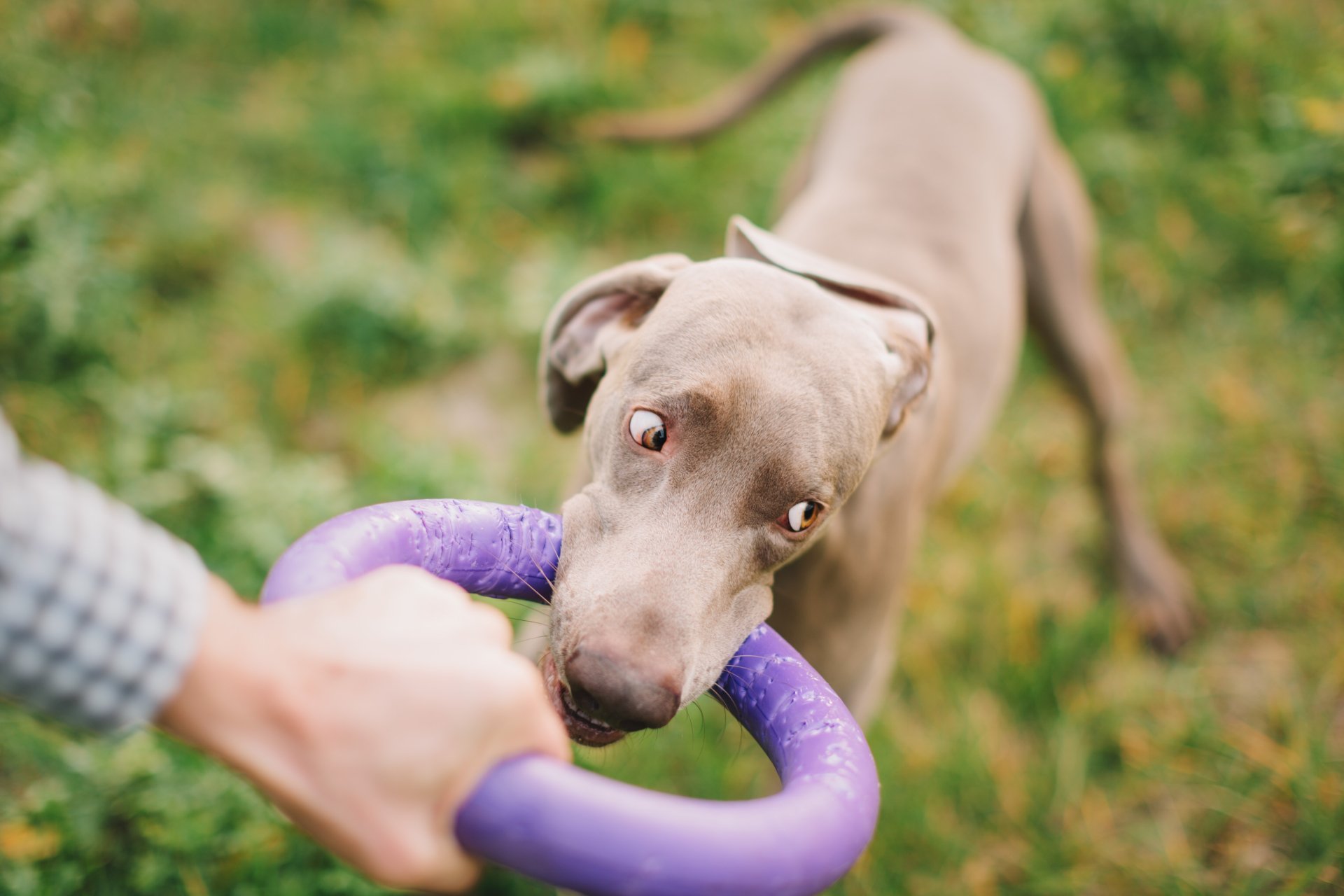 Dog Boarding & Training in Opelika AL Maringo Creek Farm
