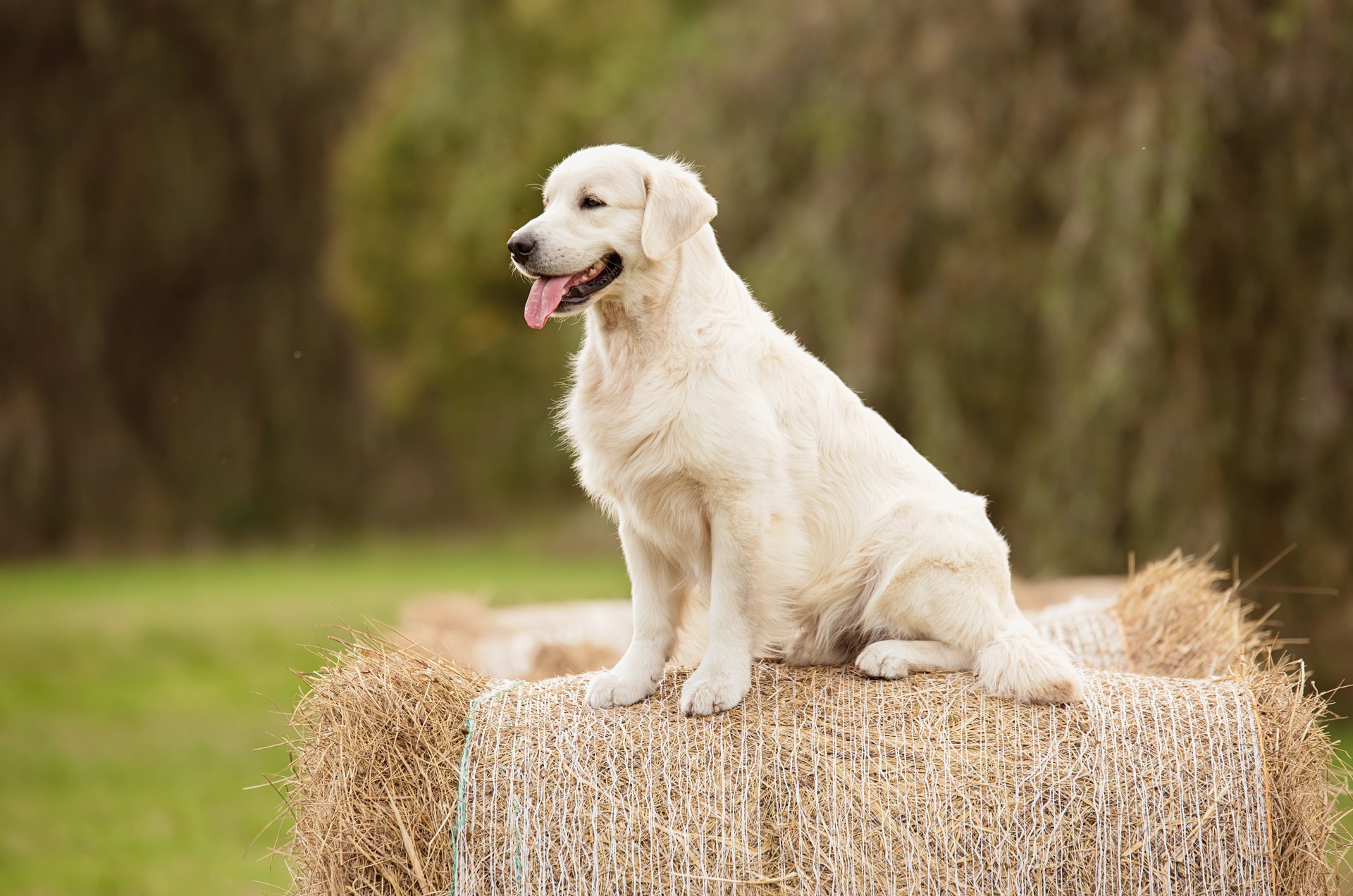 Dog Boarding & Training in Opelika AL Maringo Creek Farm
