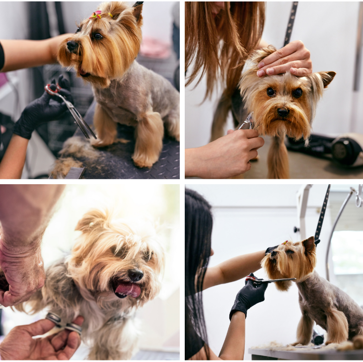 Dog grooming with love in Grays , Essex