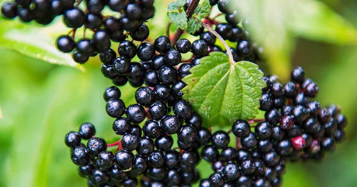 Does Elderberry works to treat Flu and Common colds?