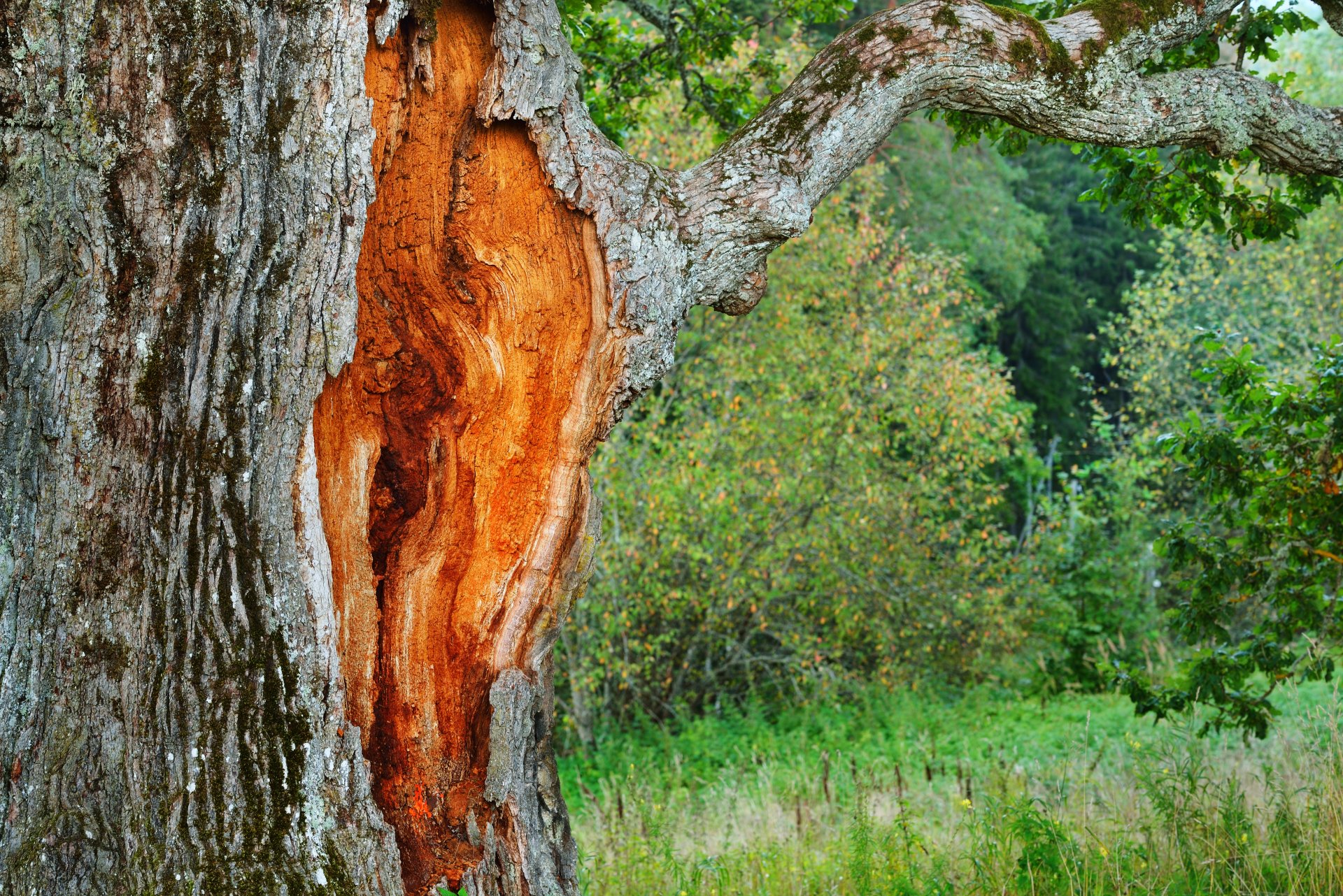 Oak Wilt Treatment Oak Wilt Prevention Full Canopy Tree Care