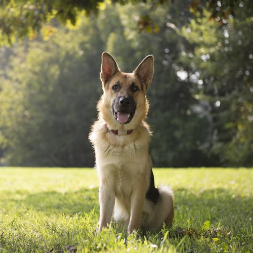 Dog walking field for hire Canine Capers