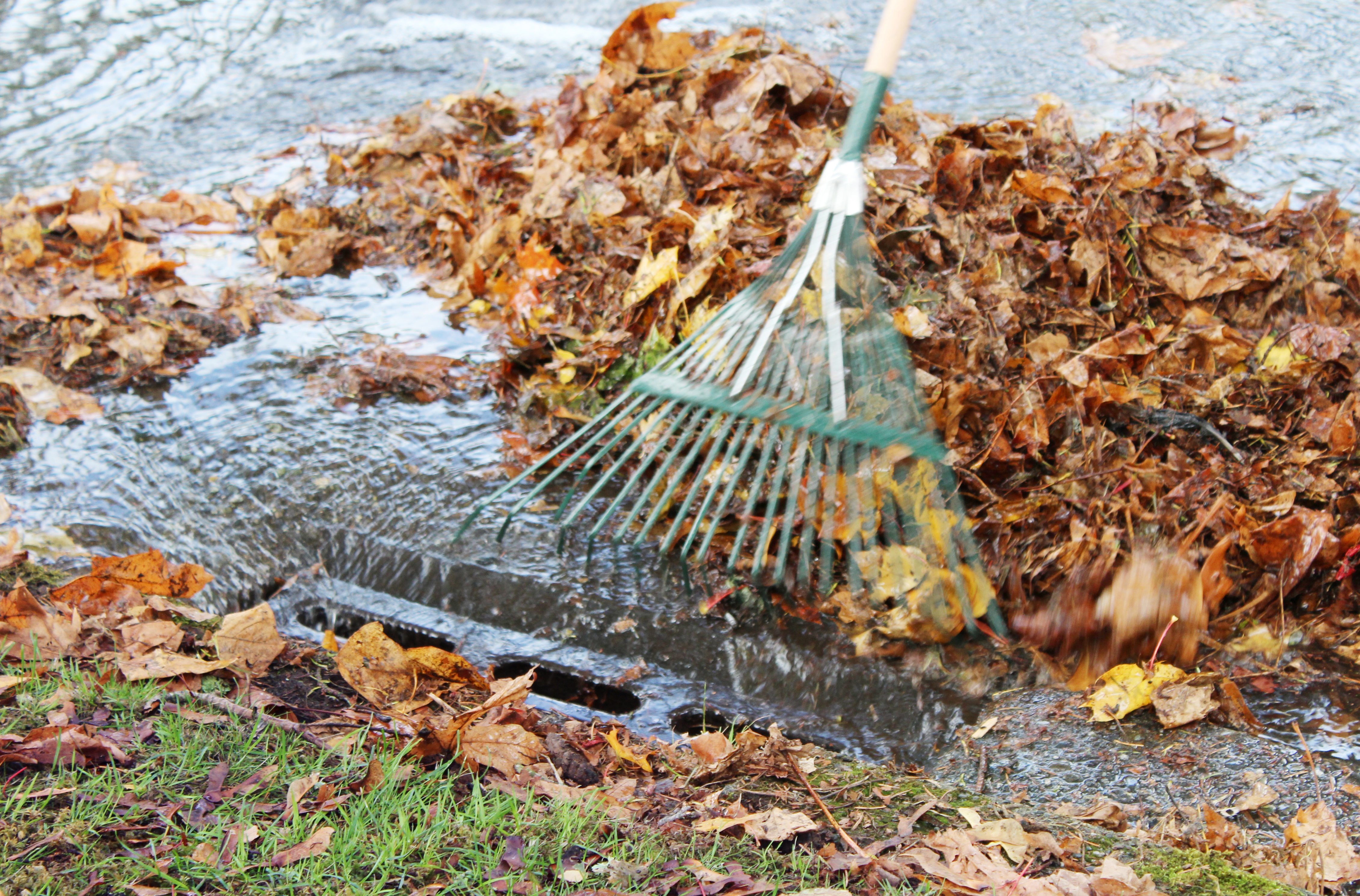 Yard Waste Collection For Seattle Customers This November Yard Waste Collection For Seattle Customers This November