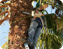 c and d schroeder tree services man climbing tree