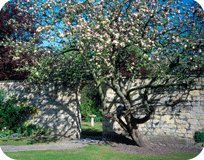 c and d schroeder tree services tree