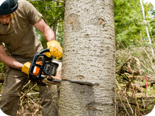 c and d schroeder tree services tree bark cutting