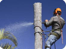 c and d schroeder tree services tree stumping