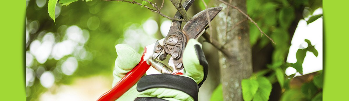 c and d schroeder tree services tree branch cutting