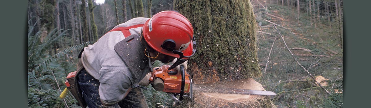c and d schroeder tree services tree sawing