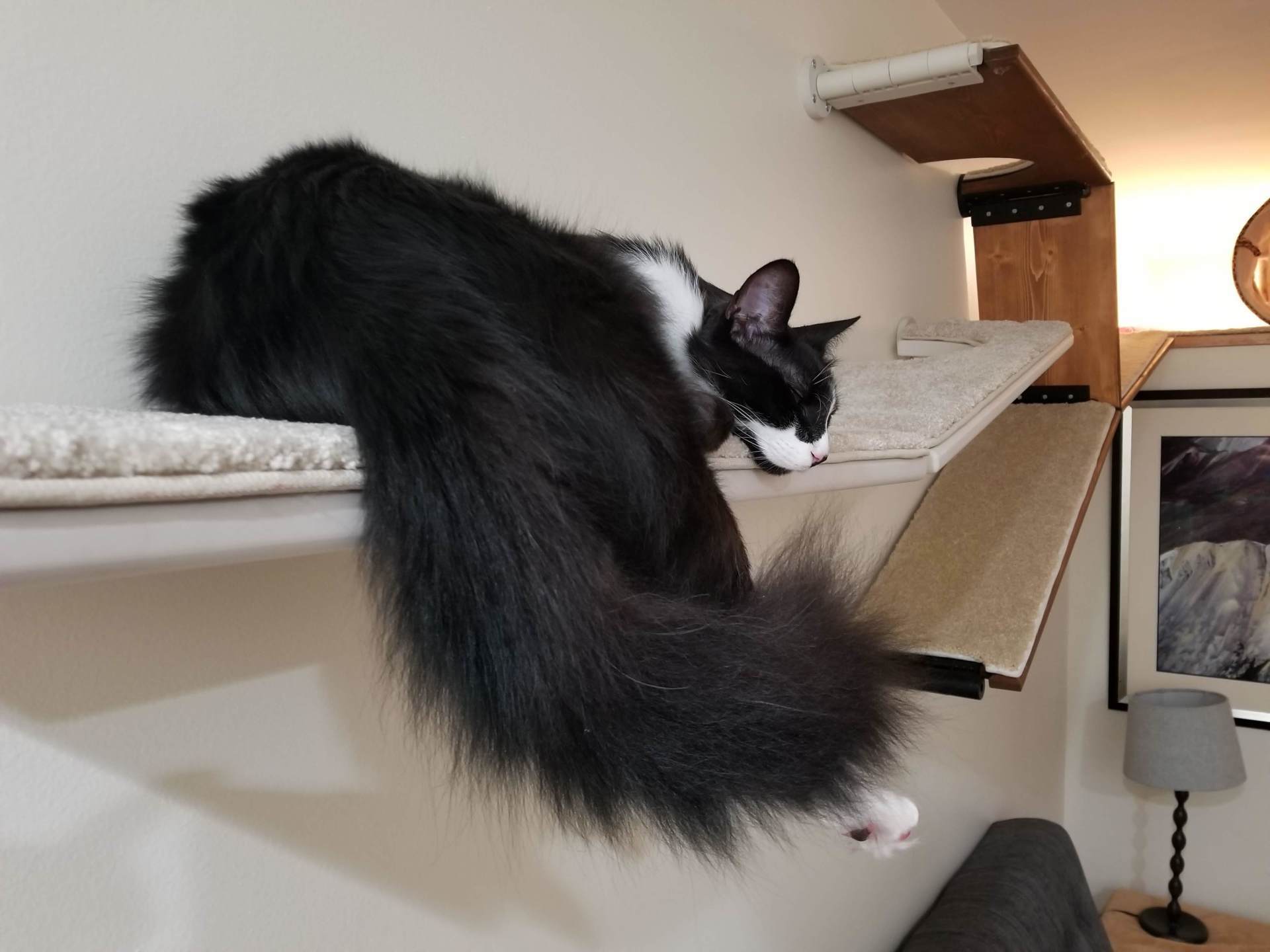 Cat Shelf Installation Guide and Videos