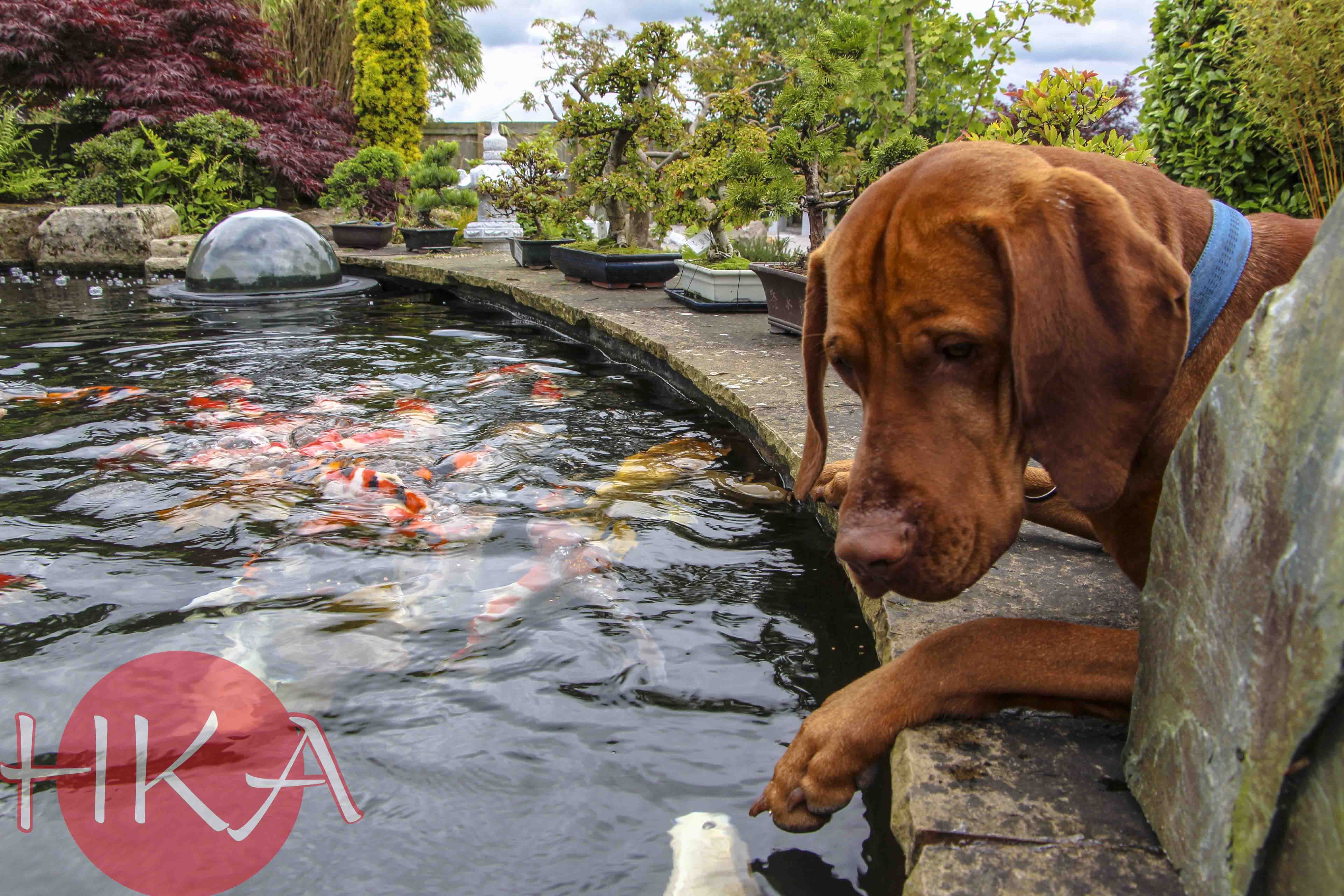 Holmeswood Koi & Aquatics Ltd Holmeswood